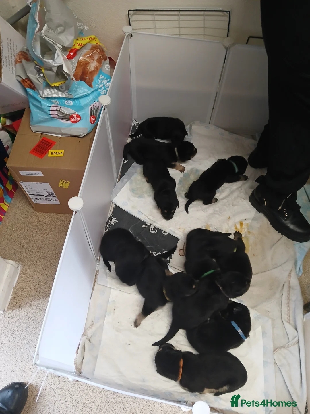 German Shepherd dogs for sale: German shepards  - Advert 3