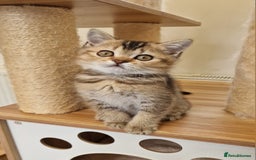 British Shorthair cats for sale:  Super friendly /lap Bsh kittens 2left😍 - Image 11
