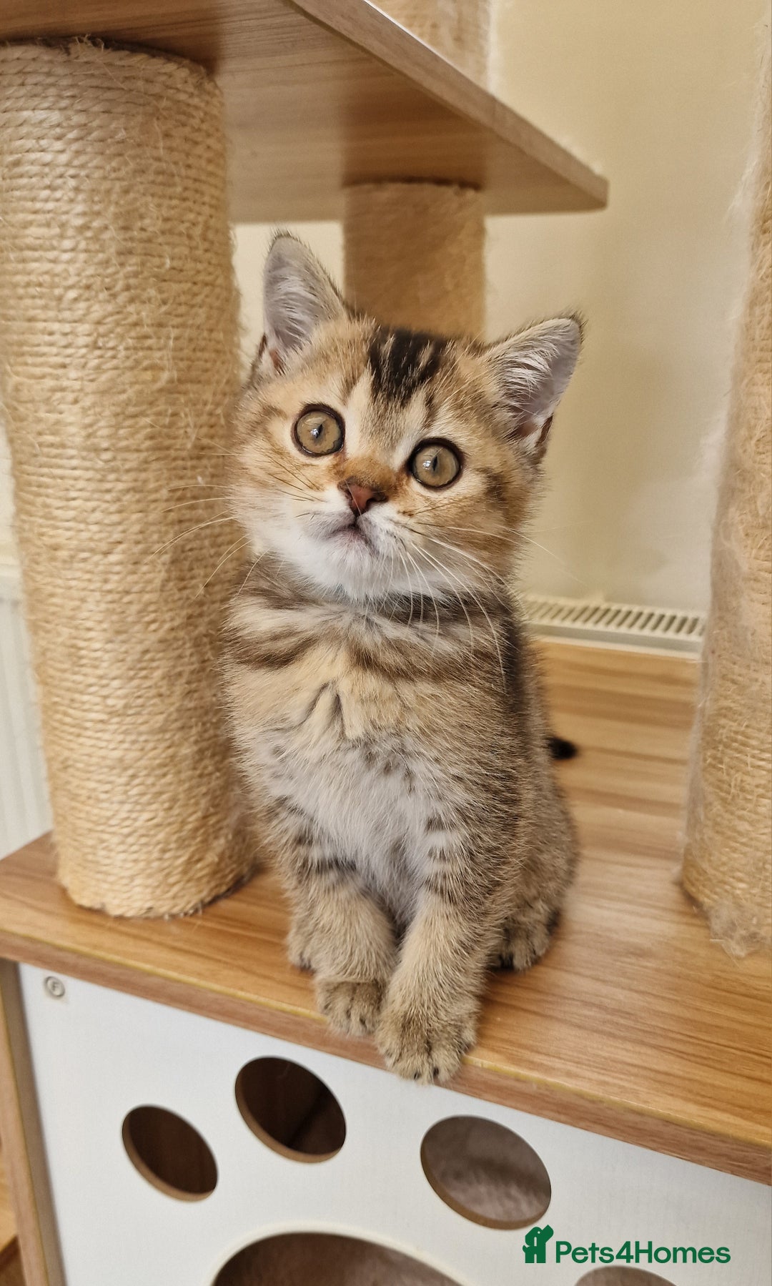 British Shorthair cats for sale:  Super friendly /lap Bsh kittens 2left😍 - Image 11