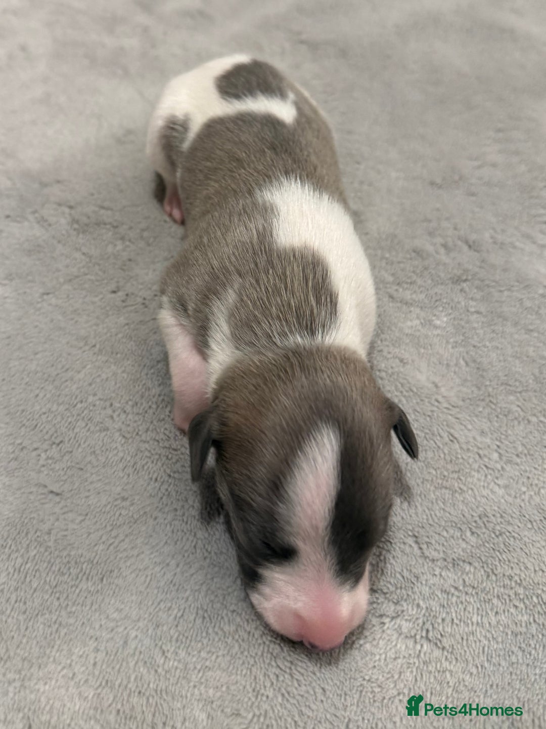 Whippet dogs for sale: KC Registered Whippet Puppies For Sale - Advert 13