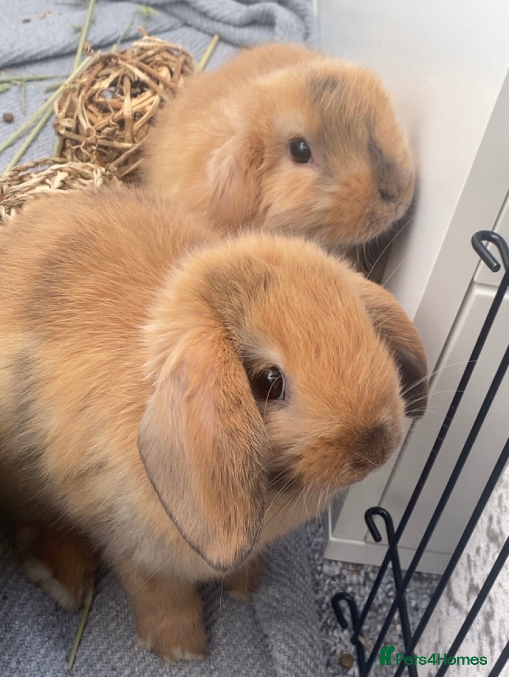 Mini Lop rabbits 2 BOYS LEFT! Mini Lop Babies Ready To Reserve  - Advert 21