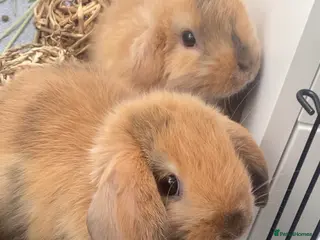 Mini Lop rabbits 2 BOYS LEFT! Mini Lop Babies Ready To Reserve - Advert 21