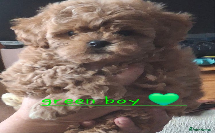 Cavapoochon dogs - Advert 1
