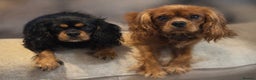 Cavalier King Charles Spaniel dogs for sale: Beautiful Cavalier King Charles Spaniel Puppies - Advert 9