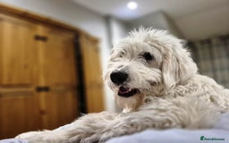 Mixed Breed dogs for adoption: Meet JOJO - a superb big girl, for a Loving Home - Image 30
