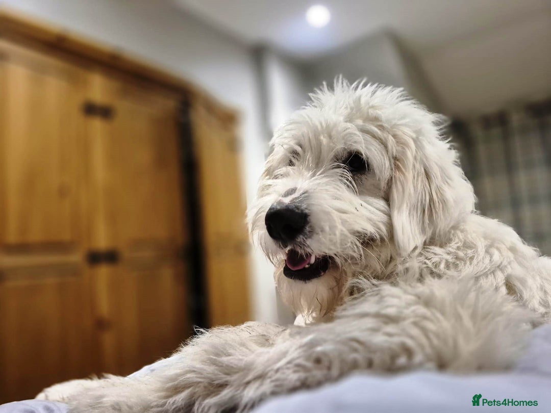 Mixed Breed dogs for adoption: Meet JOJO - a superb big girl, for a Loving Home - Image 30