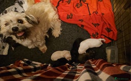 Mixed Breed dogs for sale: Cute Female Puppy - Image 5