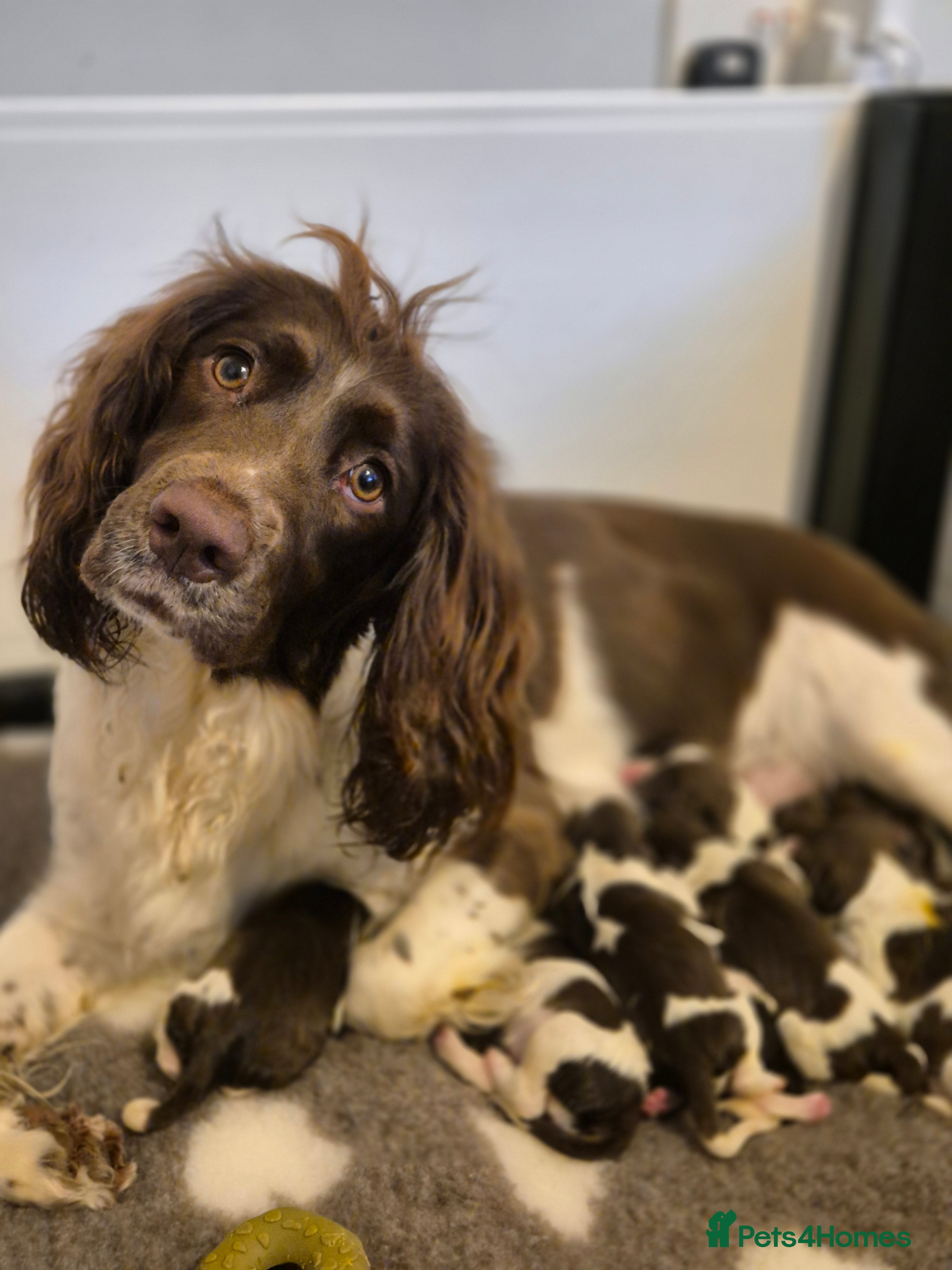 English Springer Spaniel dogs  Beautiful Liver & White Springer Spaniels - Advert 10