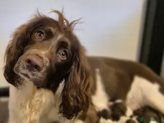 English Springer Spaniel dogs Beautiful Liver & White Springer Spaniels - Advert 10