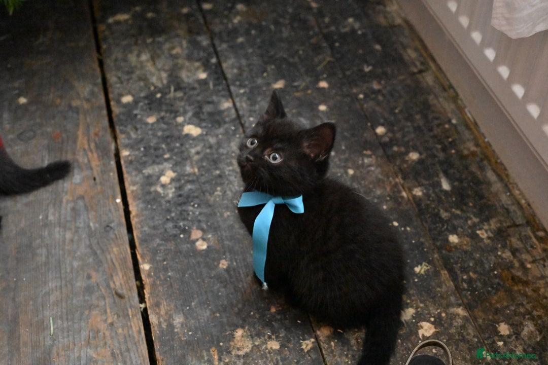 British Shorthair cats for sale: British Shorthair x Persian Kittens Available Now! - Advert 9