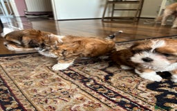 Mixed Breed dogs for sale: SHIH TZU Mix  - Image 9