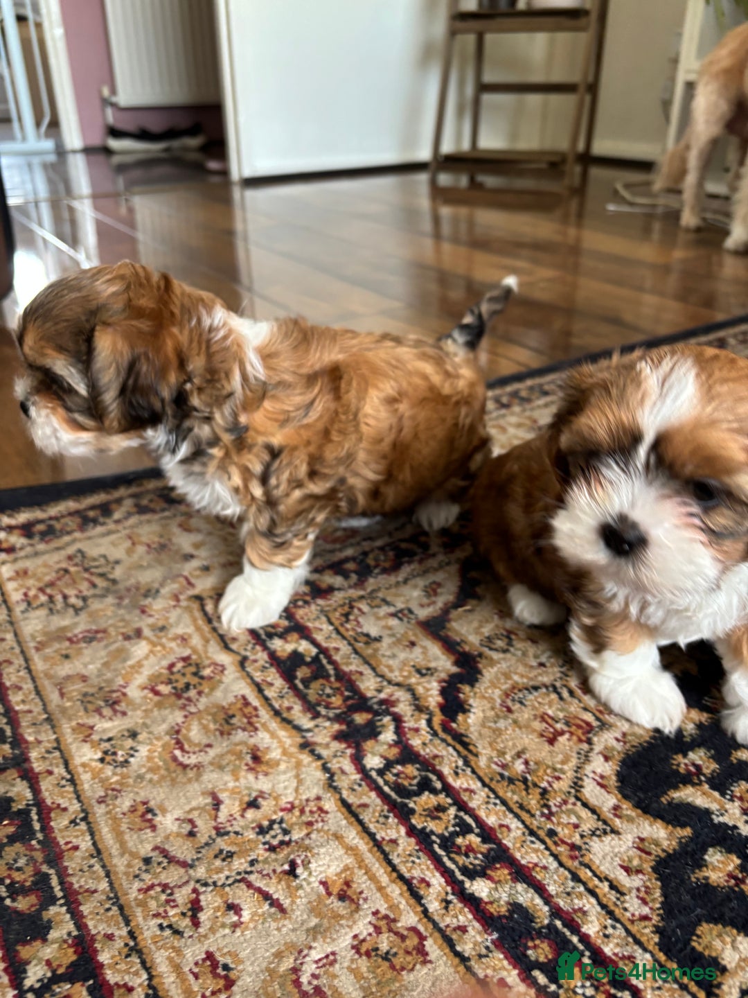 Mixed Breed dogs for sale: SHIH TZU Mix  - Image 9