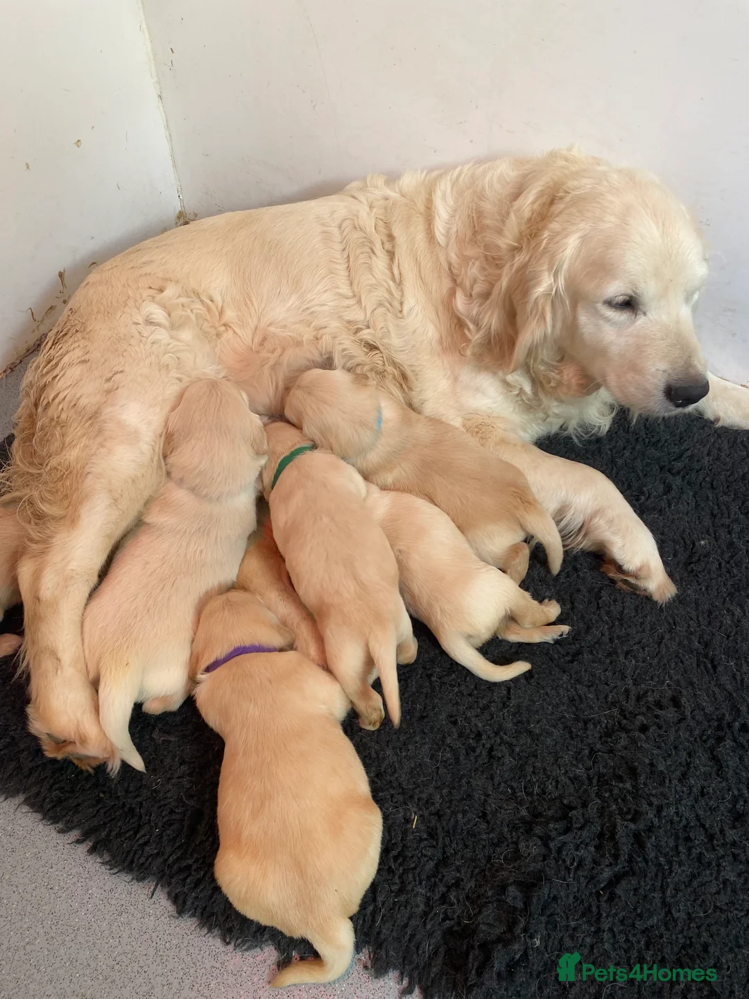 Golden Retriever dogs for sale: 💛🤍 5 Star ⭐️🐶 Golden Retriever Pups 🐶 🌟🤍💛 - Advert 18