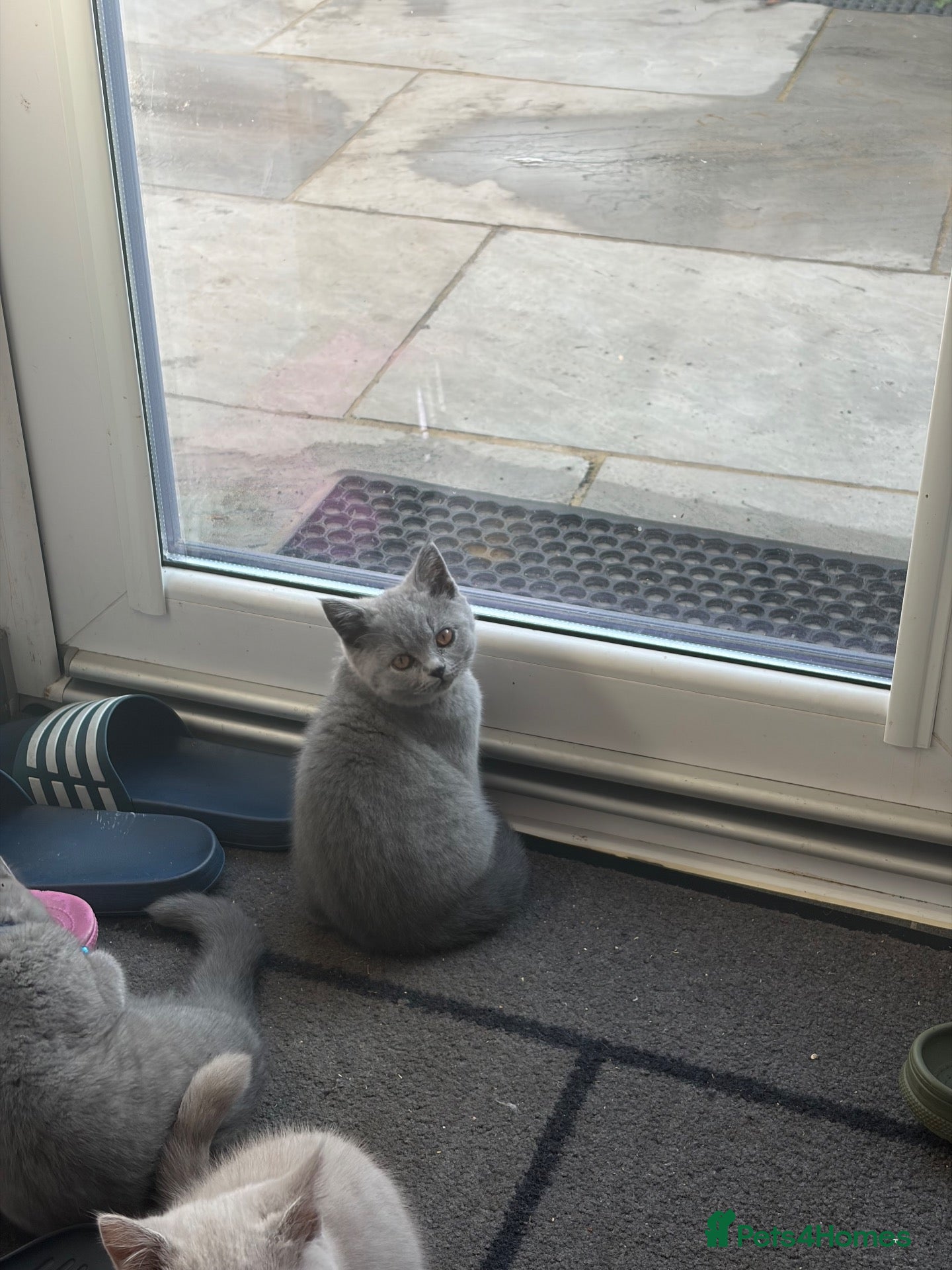 British Shorthair cats Beautiful British shorthair 1 girl left! - Advert 3