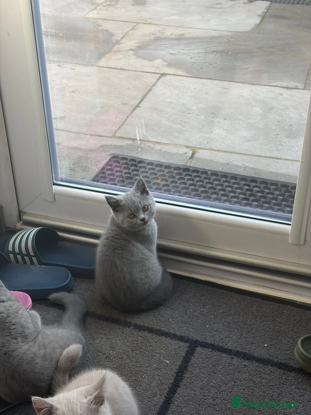 British Shorthair cats for sale: Beautiful British shorthair 1 girl left! - Advert 1