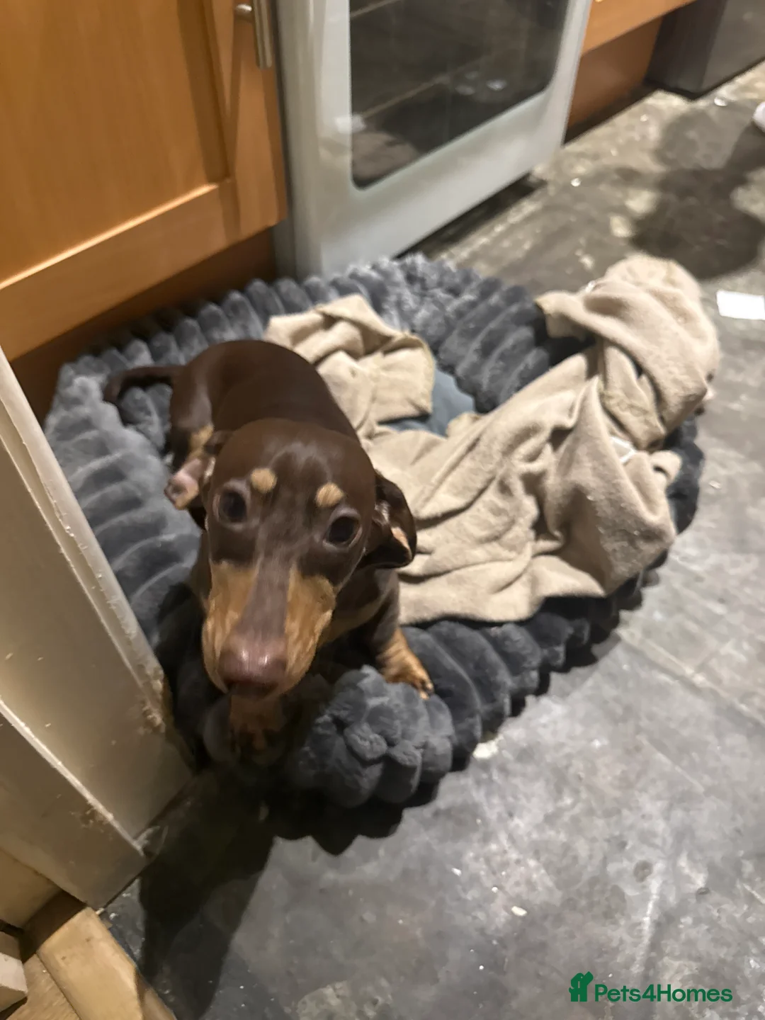 Miniature Dachshund dogs for sale: 6 Month Miniature Female Dachshund  - Advert 6