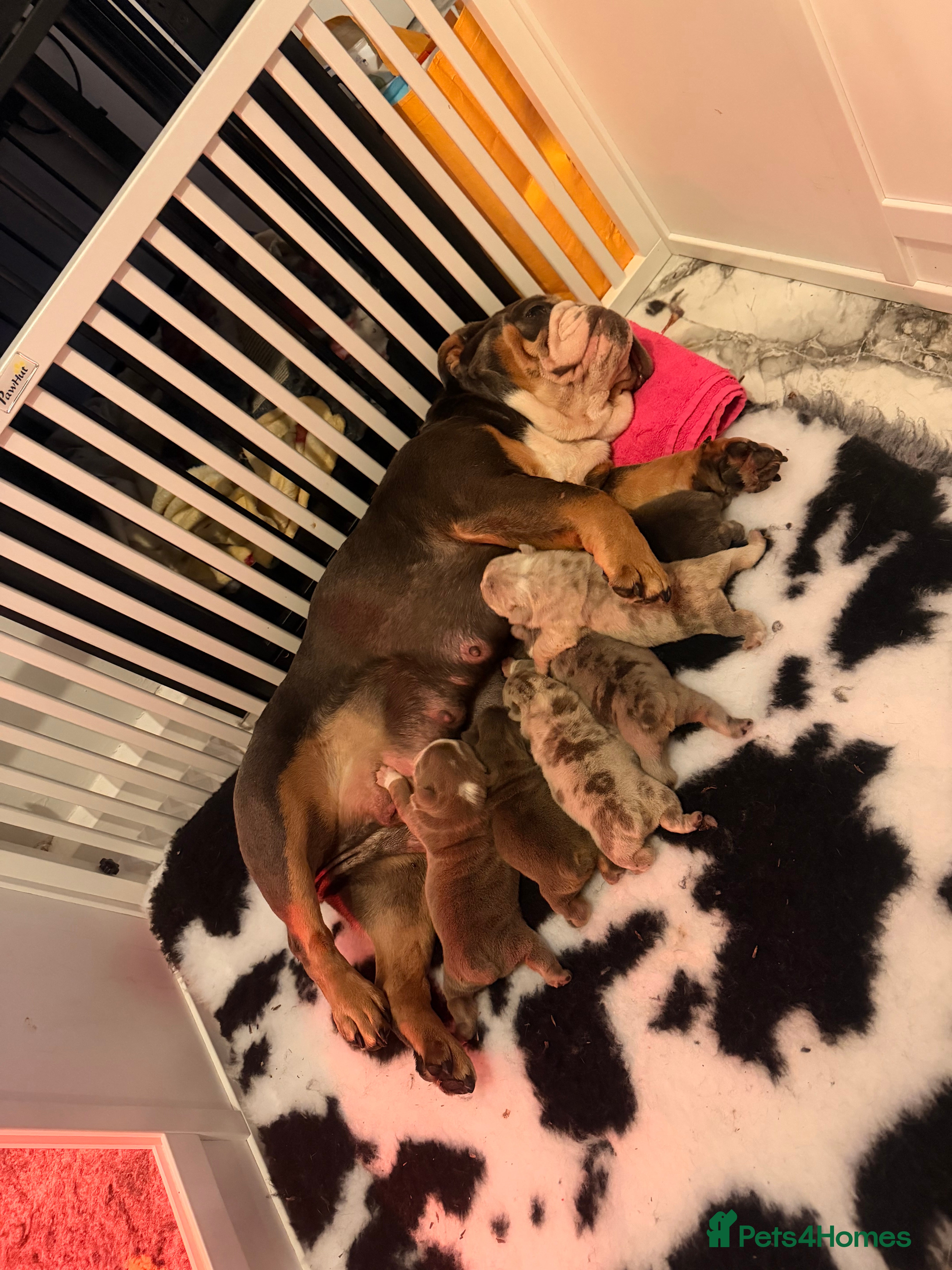 English Bulldog dogs Stunning kc registered English bulldogs  - Advert 12