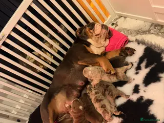 English Bulldog dogs Stunning kc registered English bulldogs - Advert 12