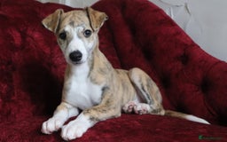 Whippet dogs for sale: 2 x male pedigree Whippet Pups - Image 4