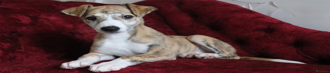 Whippet Puppy 1