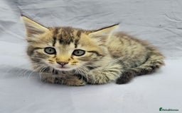 European cats for sale: Beautiful, friendly and playful kittens - Image 7