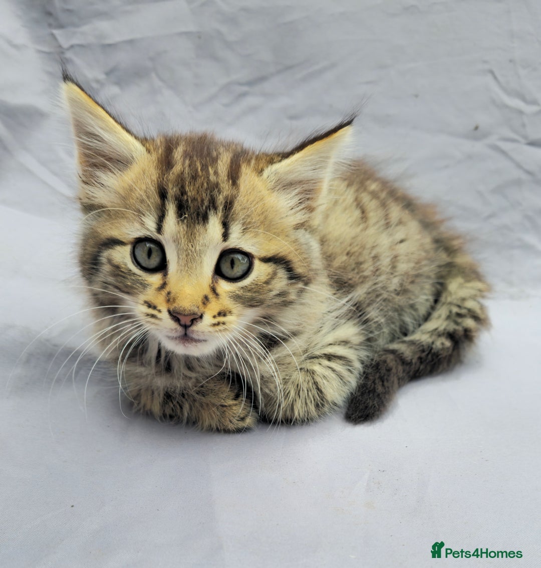 European cats for sale: Beautiful, friendly and playful kittens - Image 7