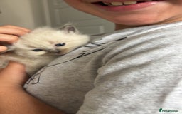 Ragdoll cats for sale: 3 male and 3 female kittens.  - Image 8