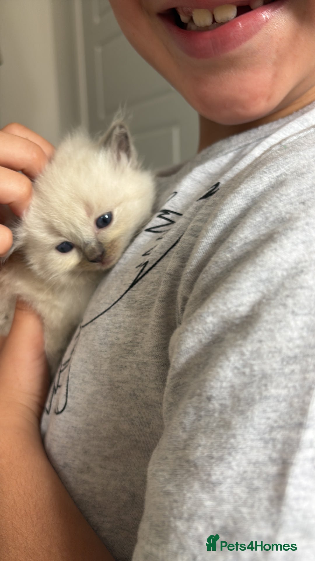 Ragdoll cats for sale: 3 male and 3 female kittens.  - Image 8