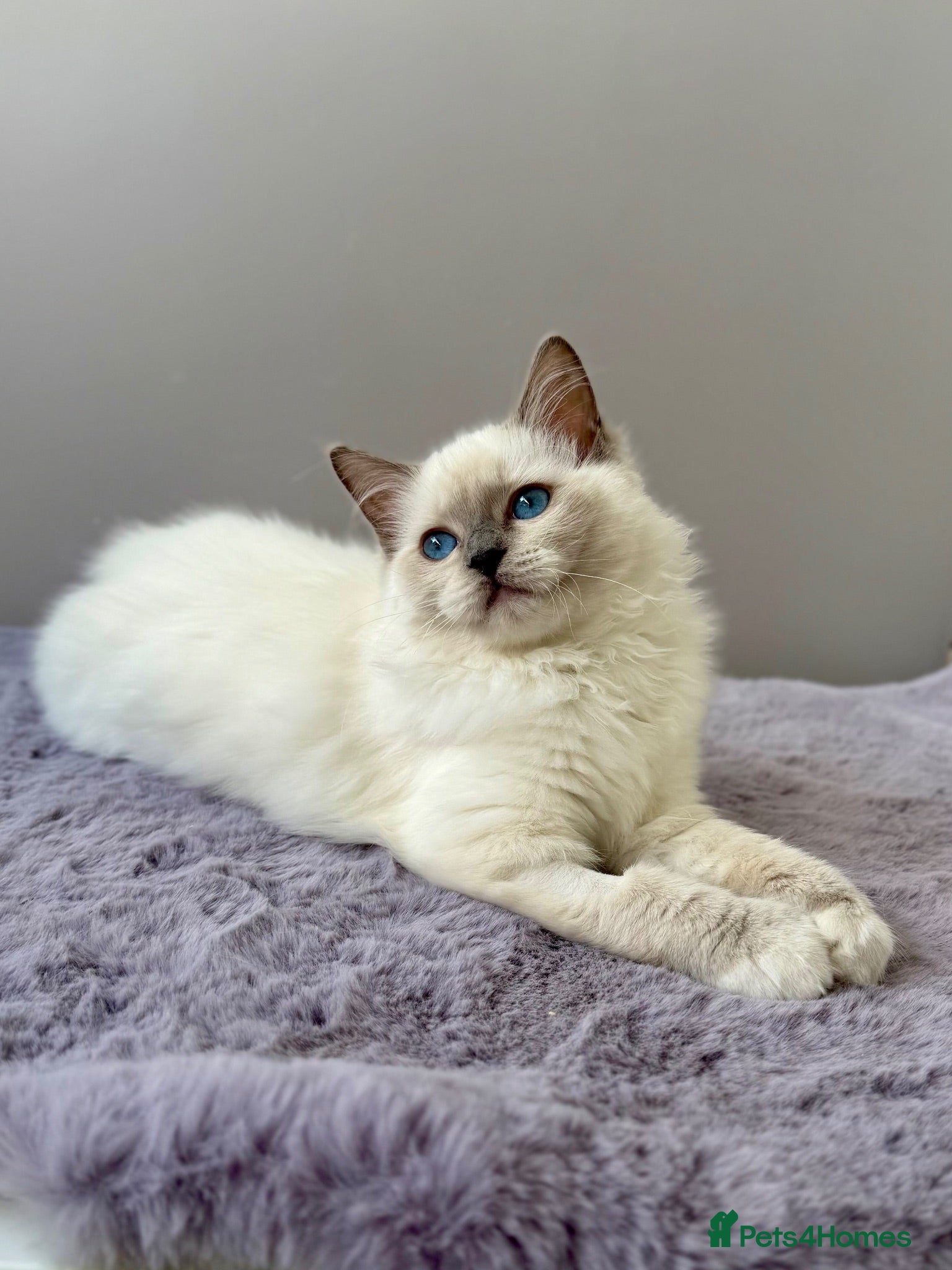 Ragdoll cats TICA registered blue mitted radoll kitten - Advert 2