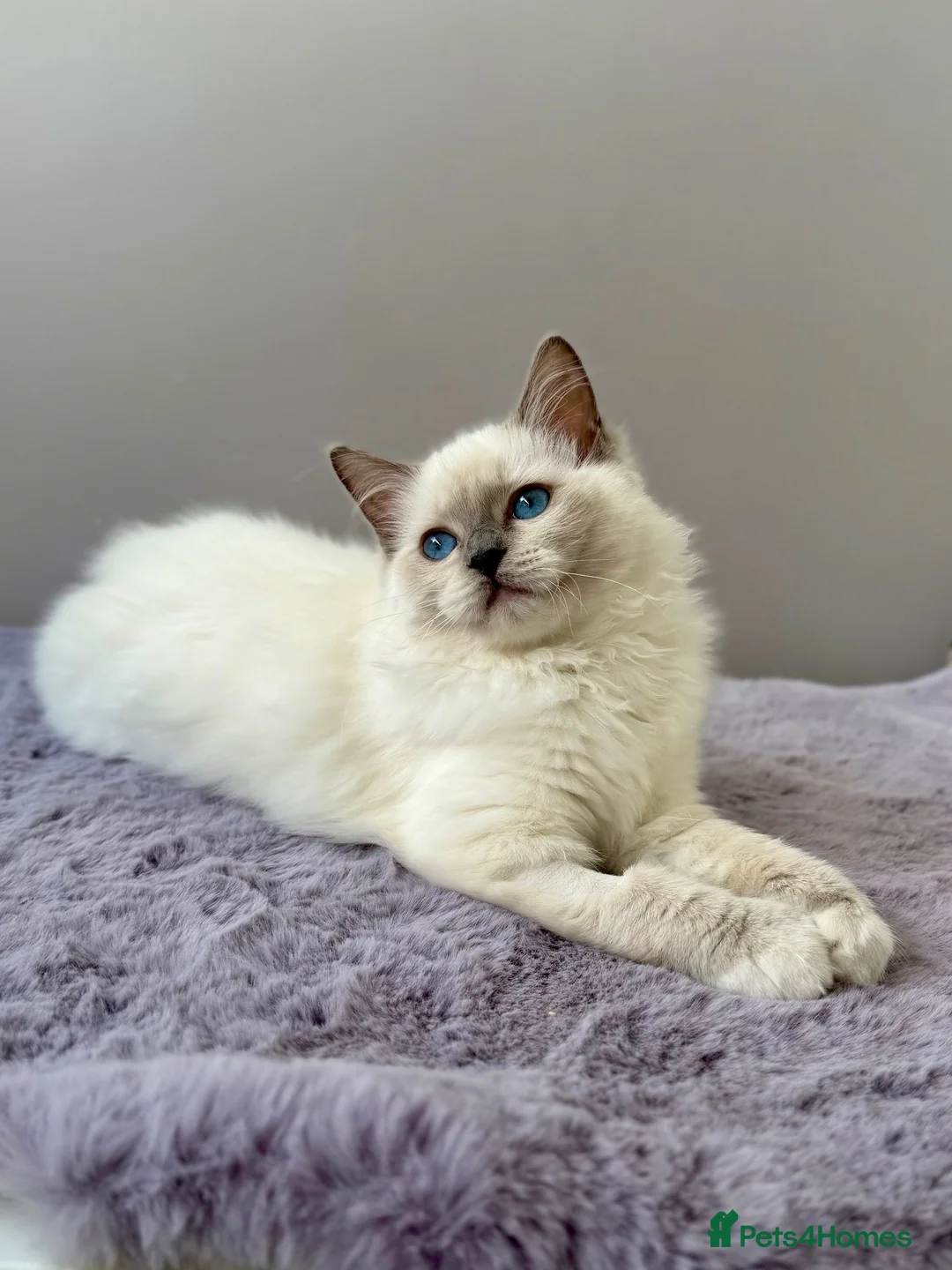 Ragdoll cats for sale: TICA registered blue mitted radoll kitten - Advert 2