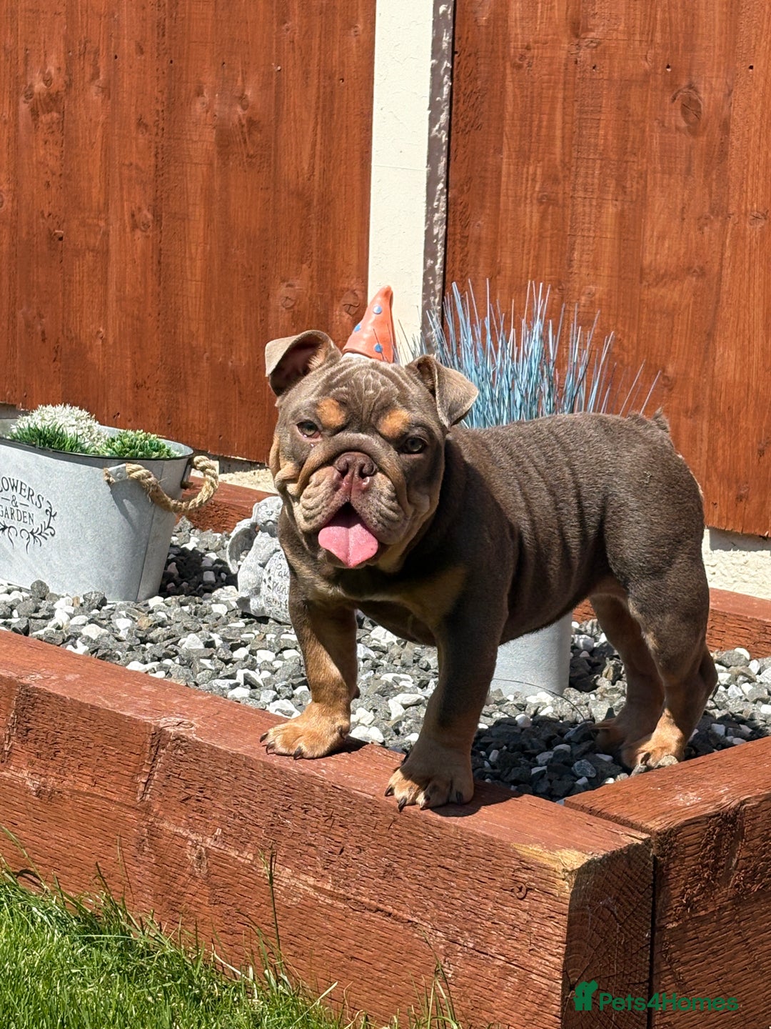 English Bulldog dogs for sale: Female lilac and tan English bulldog - Image 5