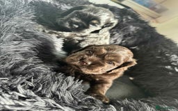 American Cocker Spaniel dogs for sale: American cocker puppies new family. - Image 9