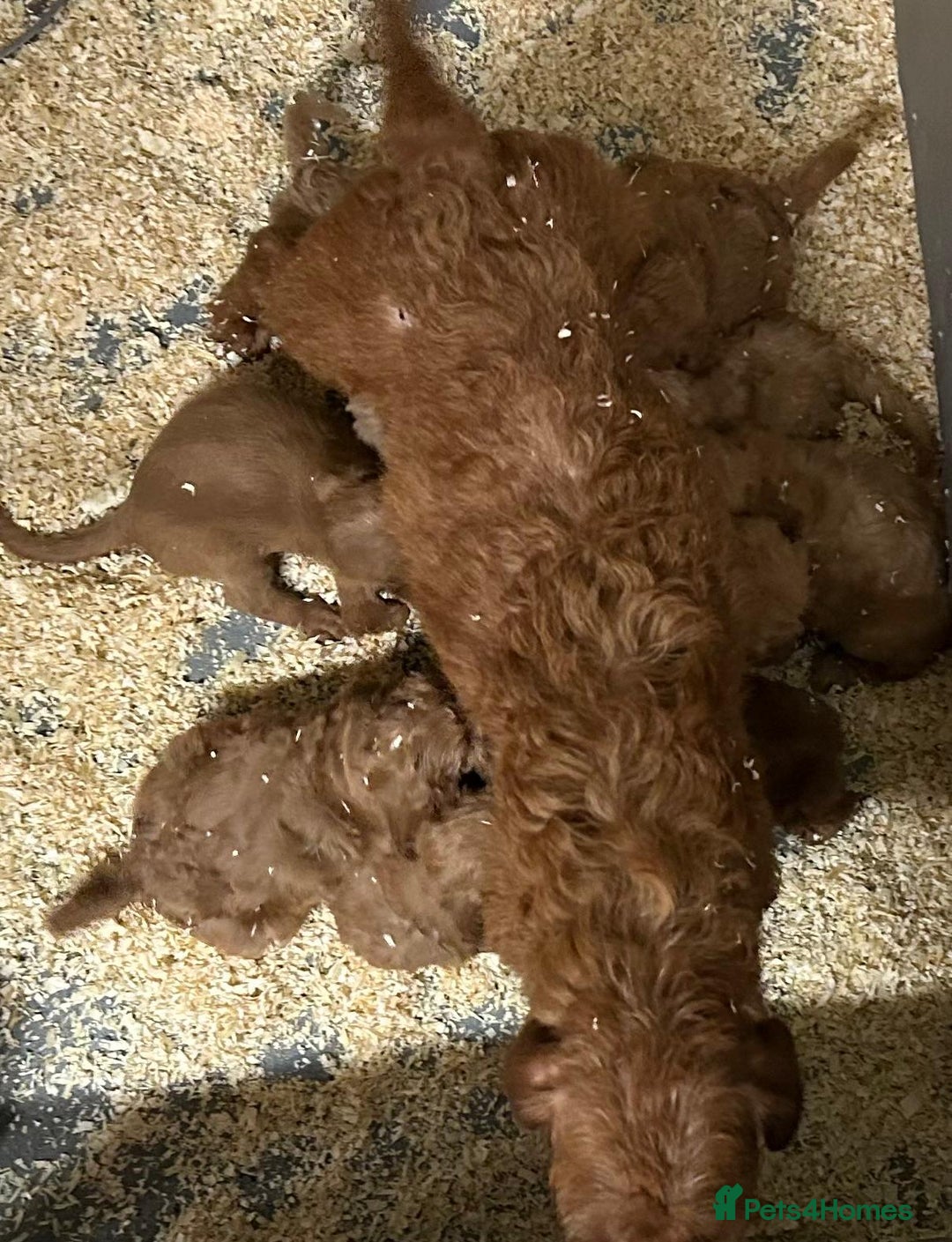 Labradoodle dogs for sale: ⭐️ Stunning F1b Labradoodle Puppies KC Parents ⭐️ - Image 15