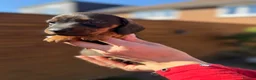 Miniature Dachshund dogs for sale: KC registered Miniature dachshunds red&shaded red - Advert 22