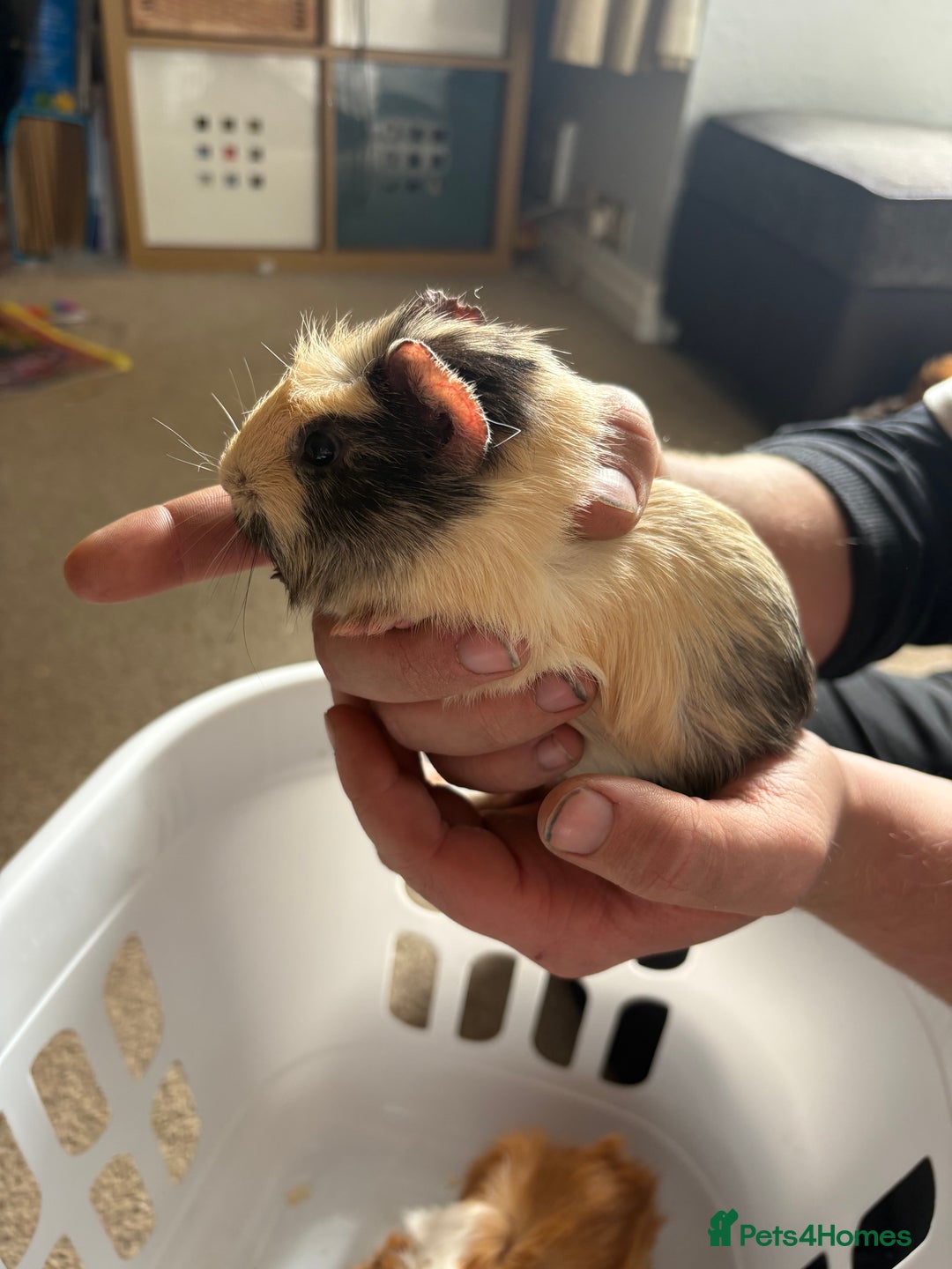 Guinea Pig rodents for sale: Male Guinea pigs for a good home  - Image 7