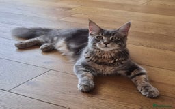 Maine Coon cats for sale: 4 Maine Coons (Mum, Dad, Son amd Daughter) - Image 5