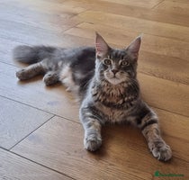 Maine Coon cats - Advert 13