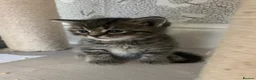 American Shorthair cats for sale: Beautiful BSH Kittens for sales  - Advert 7