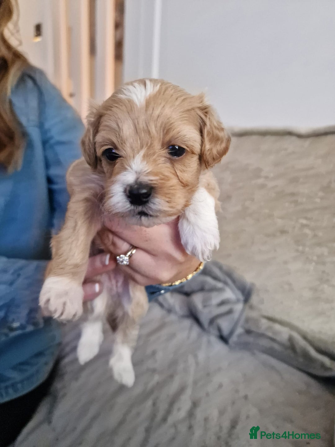 Maltipoo dogs for sale: Minnies maltipoos  - Image 5