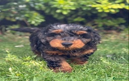 Mixed Breed dogs for sale:  Unique Merle Double Doodle Ready from 9th August - Image 9