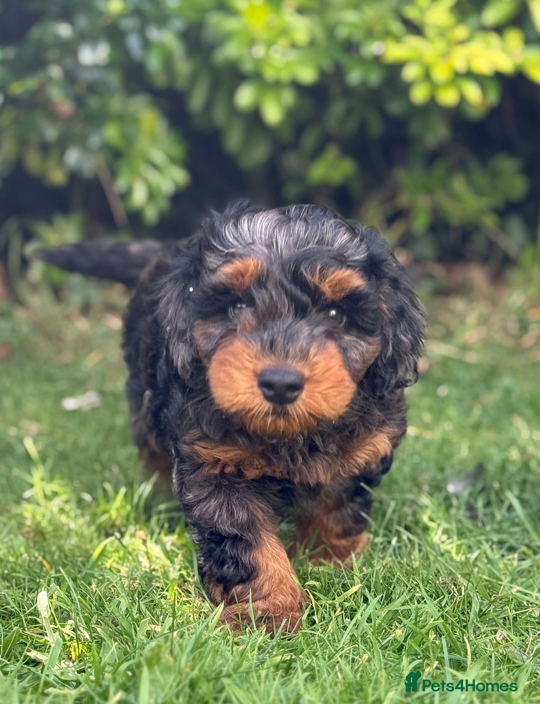 Mixed Breed dogs for sale:  Unique Merle Double Doodle Ready from 9th August - Image 9
