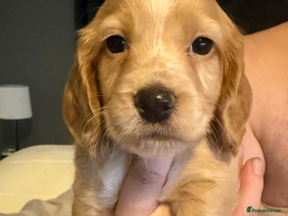 Cocker Spaniel dogs Beautiful cocker spaniels - Advert 17