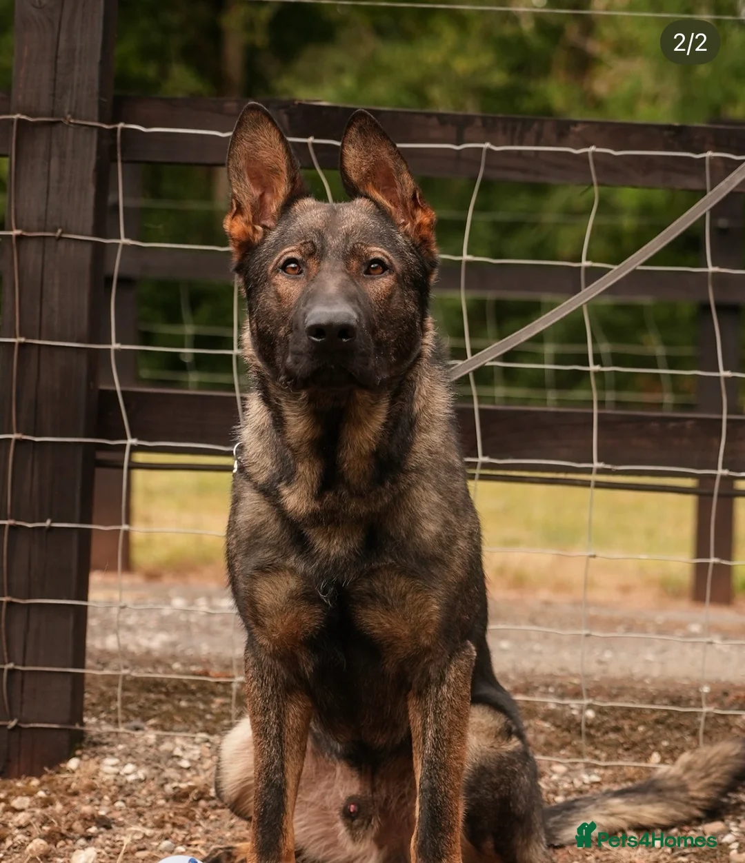 German Shepherd dogs for sale: Sable German shepherd 5 month old female Zara  in Macclesfield - Advert 2