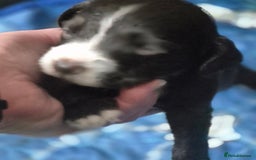 Sprocker dogs for sale: Sprockers - Image 8