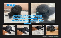 Irish Doodle dogs for sale: Irish doodle/ labradoodle - Image 24