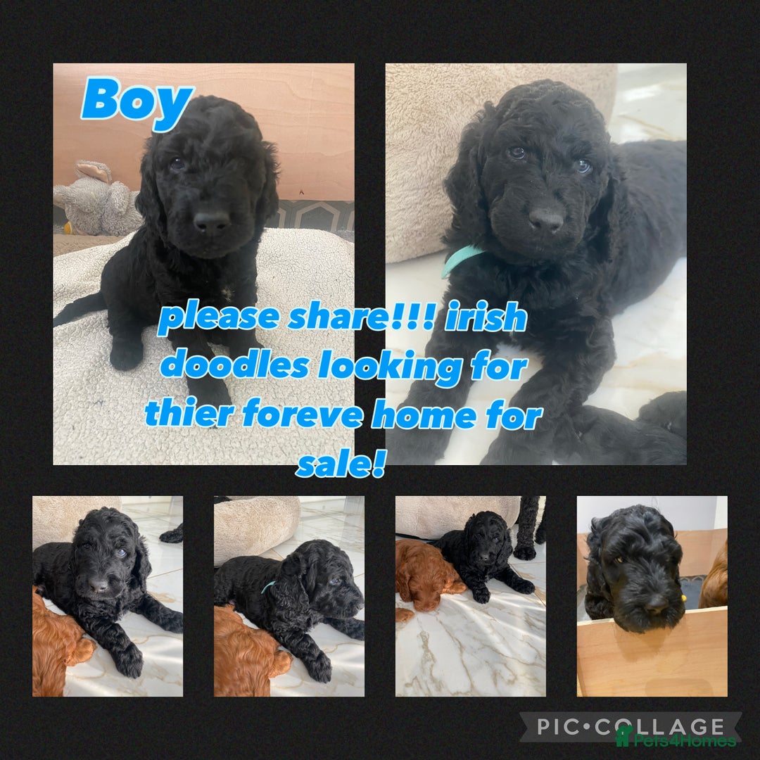 Irish Doodle dogs for sale: Irish doodle/ labradoodle - Image 24
