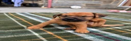 Patterjack dogs for sale: Patterjack puppy’s looking for loving home  - Advert 13