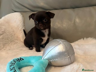 Chihuahua dogs KC Reg Chihuahua Boy Fully vaccinated - Ready - Advert 9