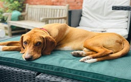 Bavarian Mountain Hound dogs for sale: Zoro needs a new home - Image 1