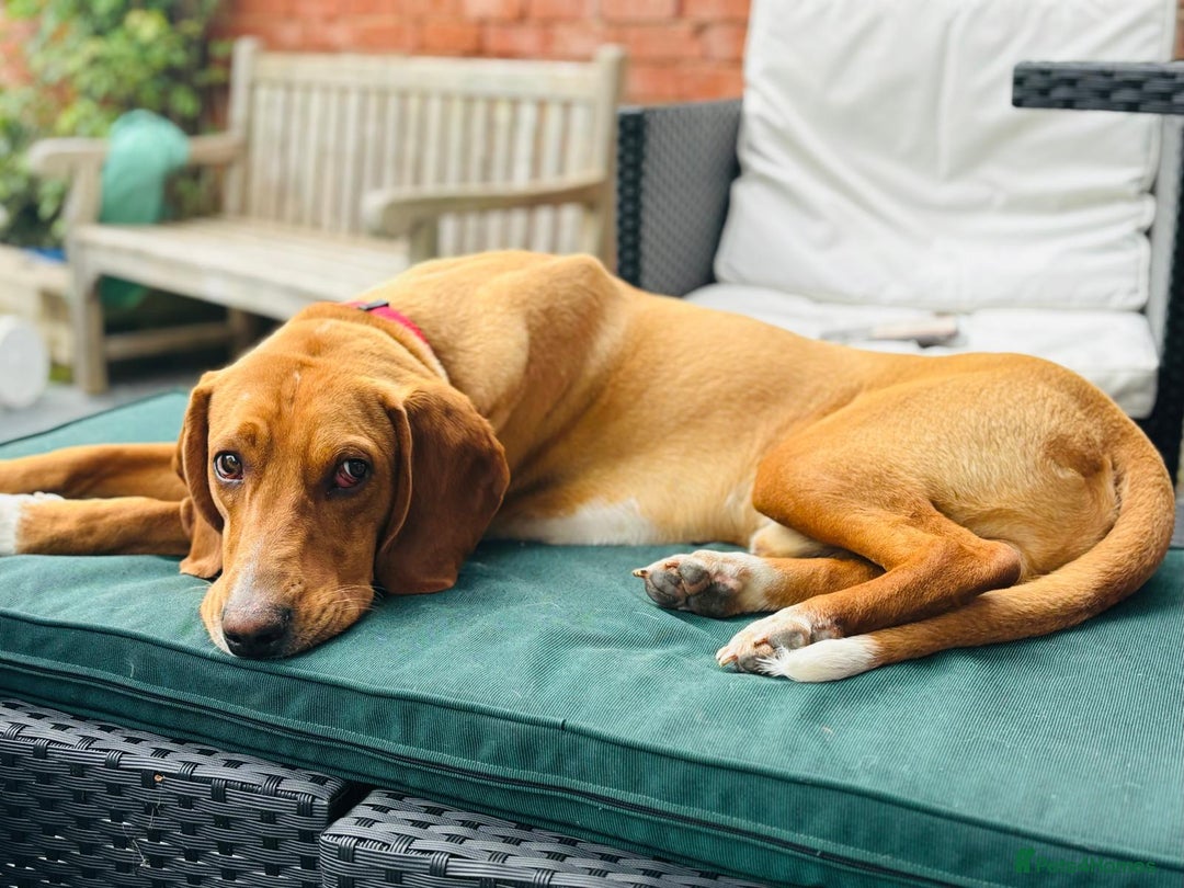 Bavarian Mountain Hound dogs for sale: Zoro needs a new home - Image 1